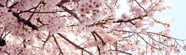 Anotimpuri japoneze | s1 ep. 2