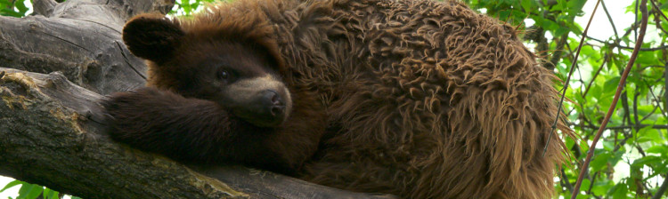 Tabăra puilor de urs | ep. 3