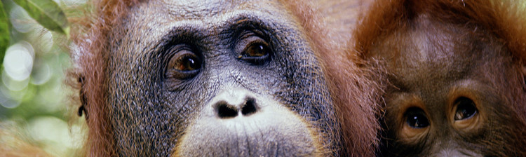 Îngerii primatelor | ep. 1