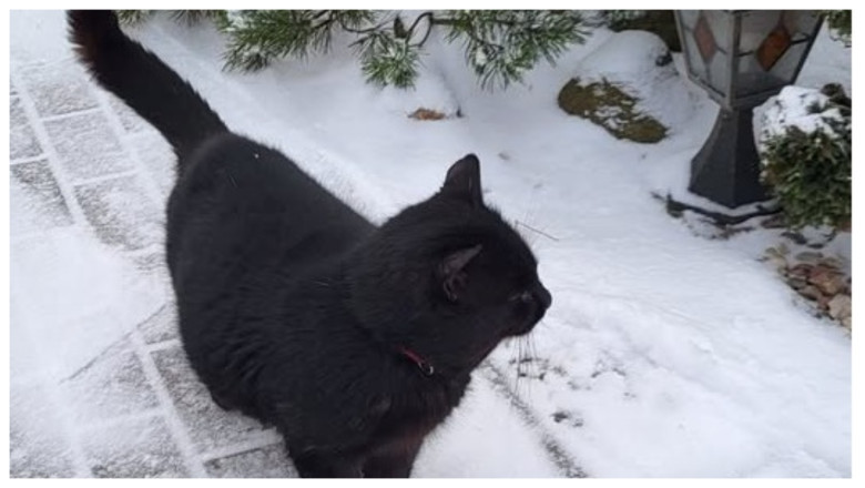 VIDEO  Situație inedită în Parlamentul din Lituania: o pisică ar putea decide viitorul postului public de radioteleviziune