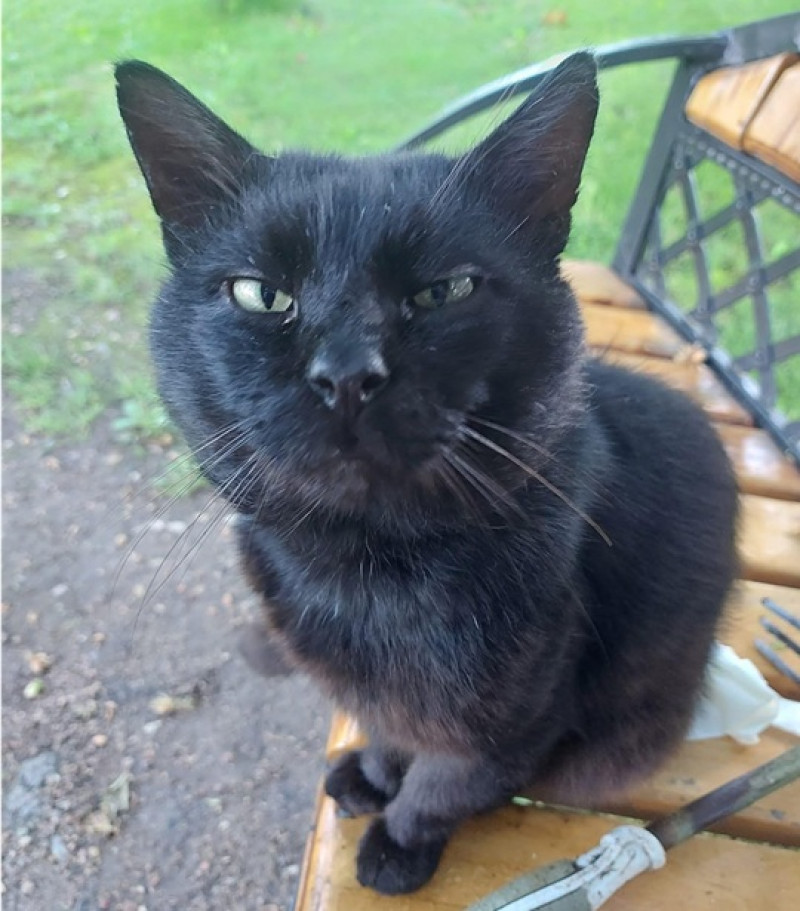 Nuodegulis carbune ars 3