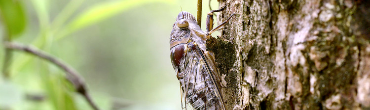 Misterele râului Mekong | ep. 7