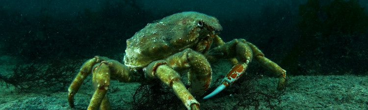 Regatul umbrei | ep. 1