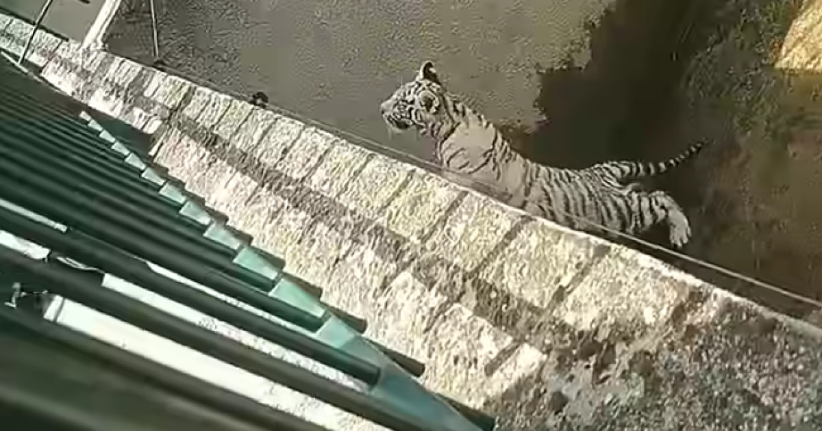 Pui de tigru alb a murit la Craiova din cauza unei pungi de plastic. Ce se întâmplă?