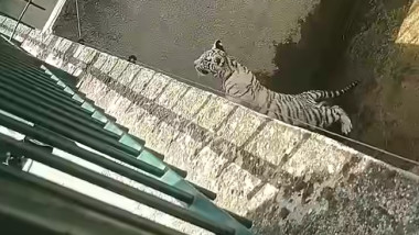 tigru alb zoo craiova