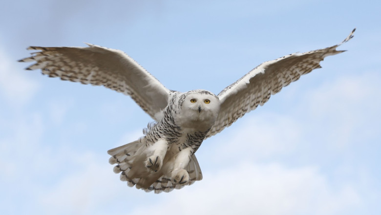 Suedia declară bufnița polară „dispărută regional” după 10 ani de „tăcere”