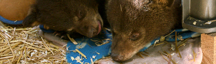 Tabăra puilor de urs | ep. 6