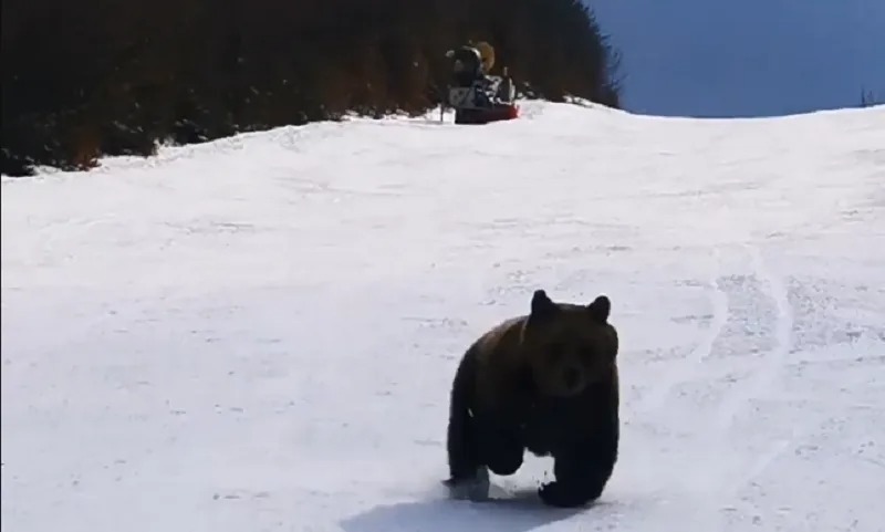 Urs lângă o pârtie de schi, la telecabina de la Straja. A fost emis mesaj prin RO-Alert