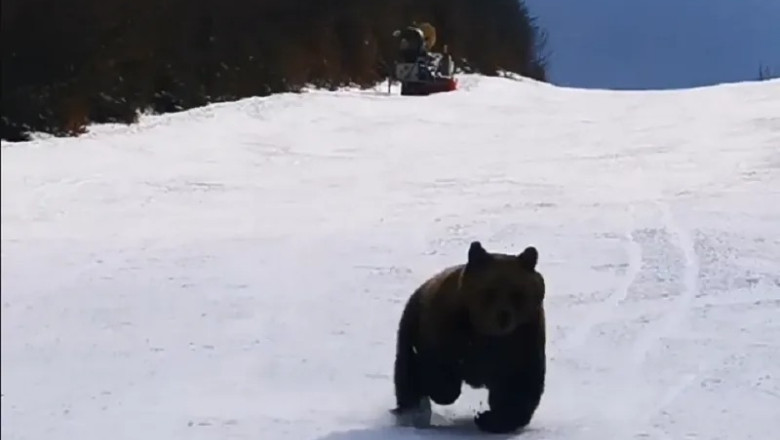 Urs lângă o pârtie de schi, la telecabina de la Straja. A fost emis mesaj prin RO-Alert