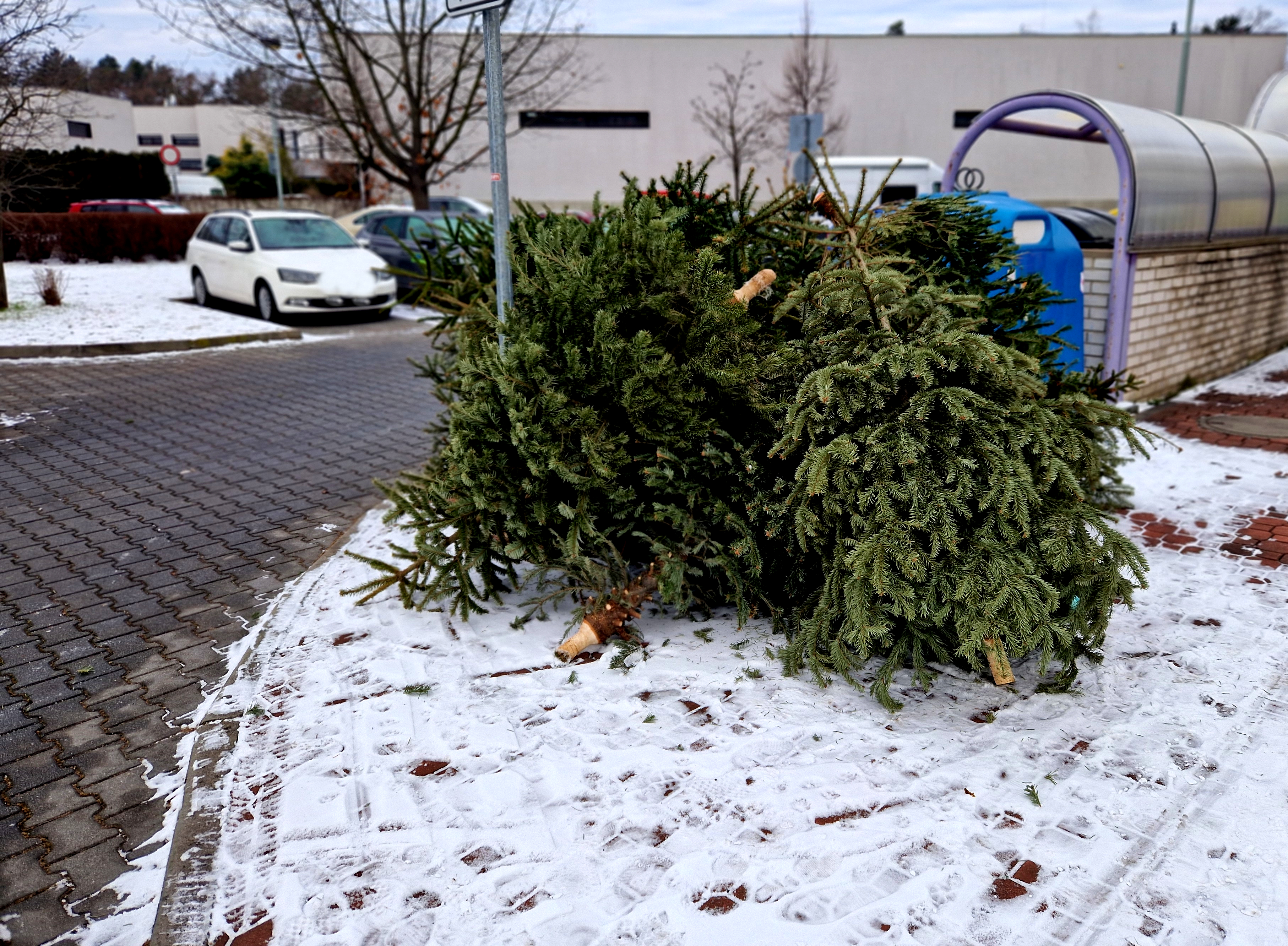 Unde se aruncă bradul natural de Crăciun după sărbători. Ce amenzi riscă persoanele care nu respectă regulile impuse de Primării
