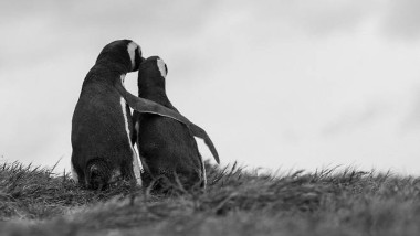 pinguini care se imbratiseaza desen animat