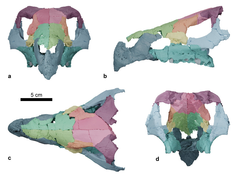 Foto5.Ajkaceratops craniu