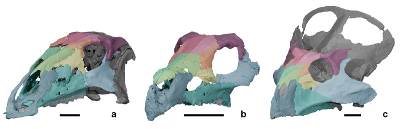 Foto4.Ajkaceratops - comparatii