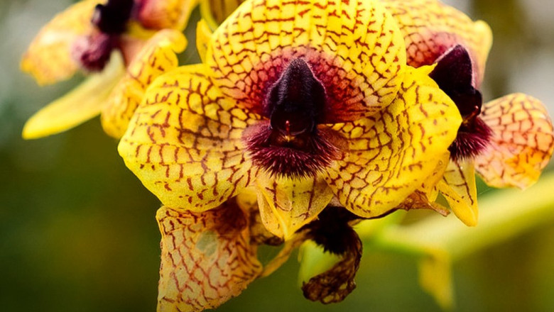 FOTO  Aproape 200 de noi plante și ciuperci au fost descoperite în 2025, inclusiv o specie care transformă păianjenii în „zombi”