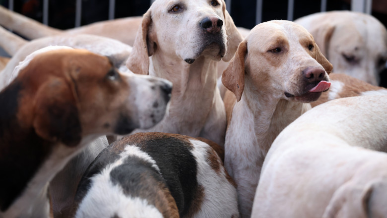 O localitate din Ilfov introduce o taxă pentru câinii fără stăpân. Banii ar merge către adăposturi și campanii de sterilizare