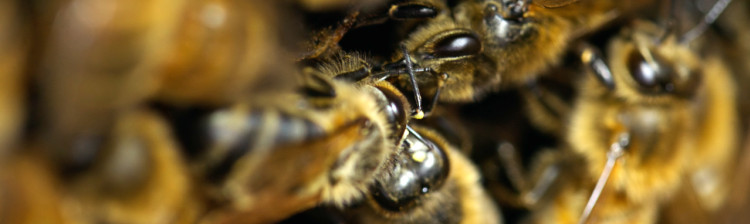 Insectele - Stǎpânele lumii | ep. 2