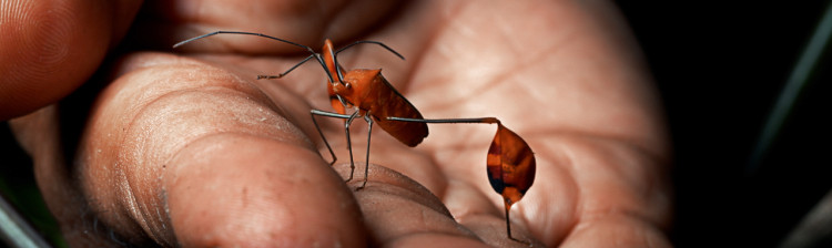 Insectele - Stǎpânele lumii | ep. 1