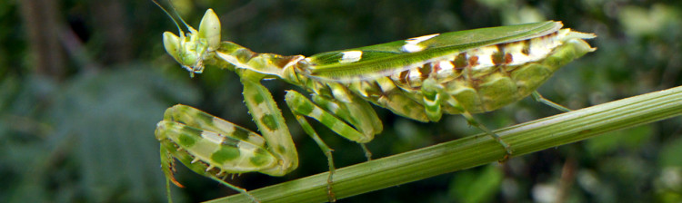 Insectele - Stǎpânele lumii | ep. 3