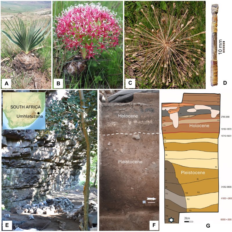 plante sageti otravite