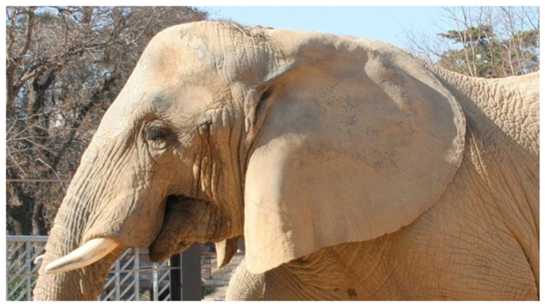 VIDEO  Barcelona își ia rămas bun de la Susi, unul dintre cei mai longevivi elefanți din Europa