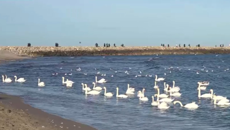 VIDEO  Spectacolul lebedelor de la Eforie Sud. De ani buni, păsările aleg să nu mai migreze