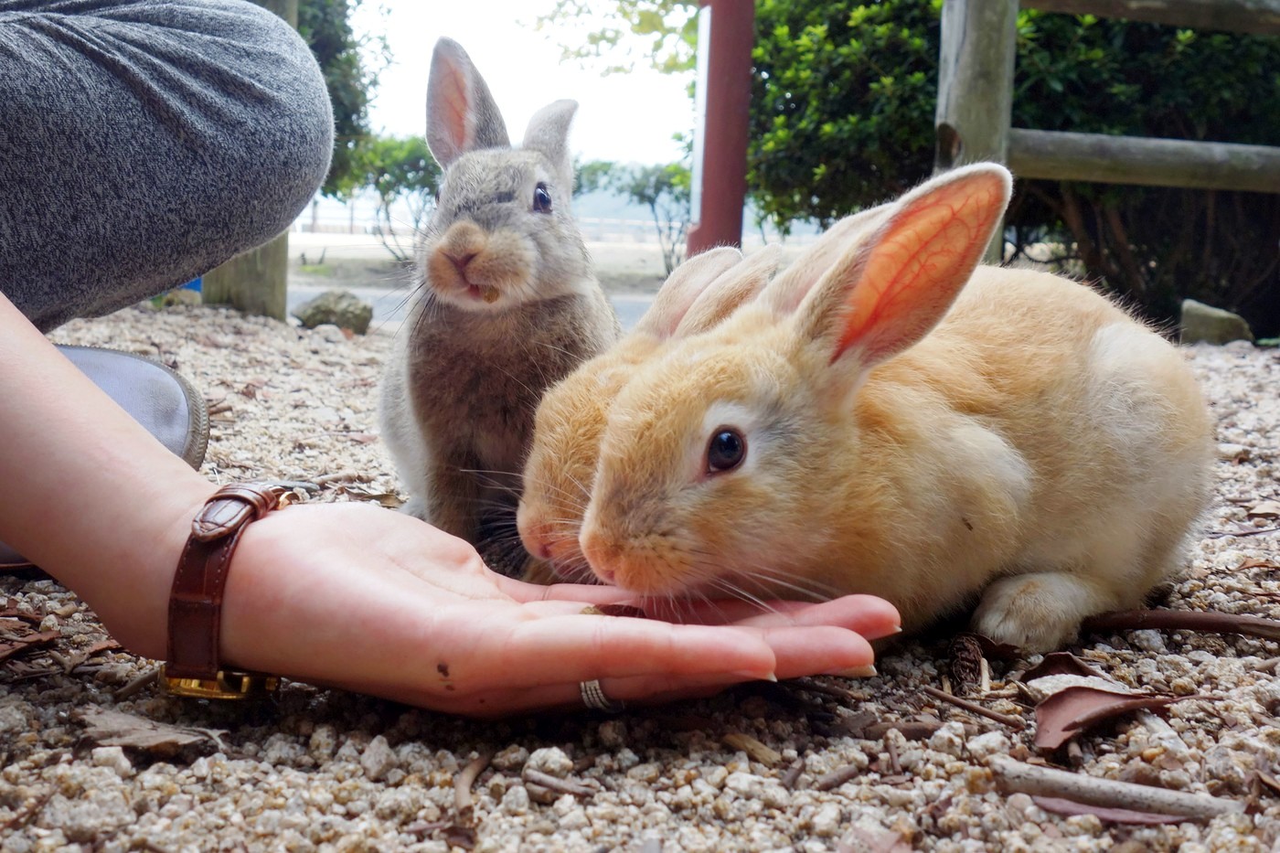 Okunoshima: Cum a devenit o insulă nelocuită un paradis al iepurilor și o destinație turistică virală în Japonia