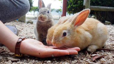 Okunoshima