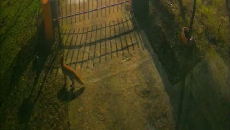 VIDEO  Trei vulpi au fost surprinse de camere în centrul Bucureștiului. Explicațiile specialiștilor