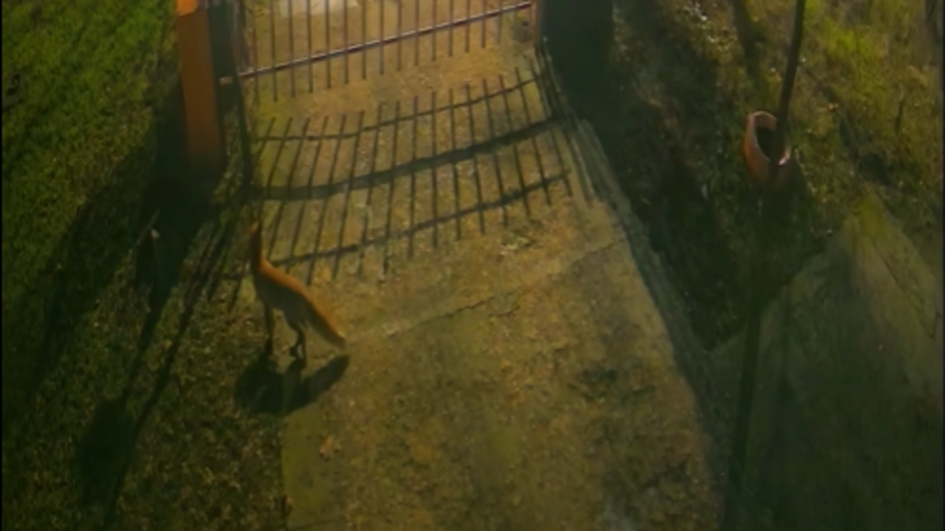 Trei vulpi au fost surprinse de camere în centrul Bucureștiului. Explicațiile specialiștilor