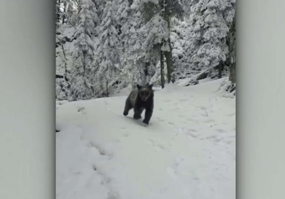 Un urs a surprins un grup de tineri care urcau pe munte. Cum au reușit să alunge animalul