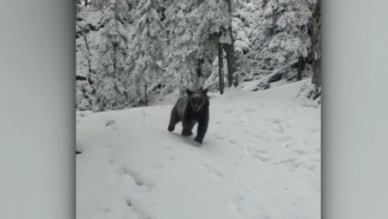 VIDEO  Un urs a surprins un grup de tineri care urcau pe munte. Cum au reușit să alunge animalul
