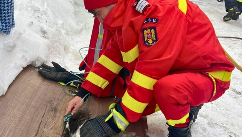 Viață salvată în ultimele clipe: un cățel a fost scos teafăr de pompieri dintr-o bucătărie cuprinsă de flăcări