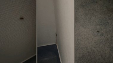 gandaci in spitalul din slatina