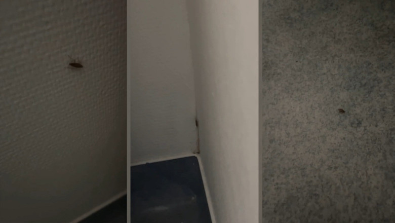 VIDEO  Gândaci în salonul de la Pediatrie, la Spitalul Slatina. Imaginile de groază au fost publicate de mama unui copil internat