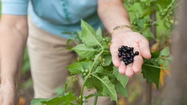 Ce beneficii au coacăzele. Foto Getty Images