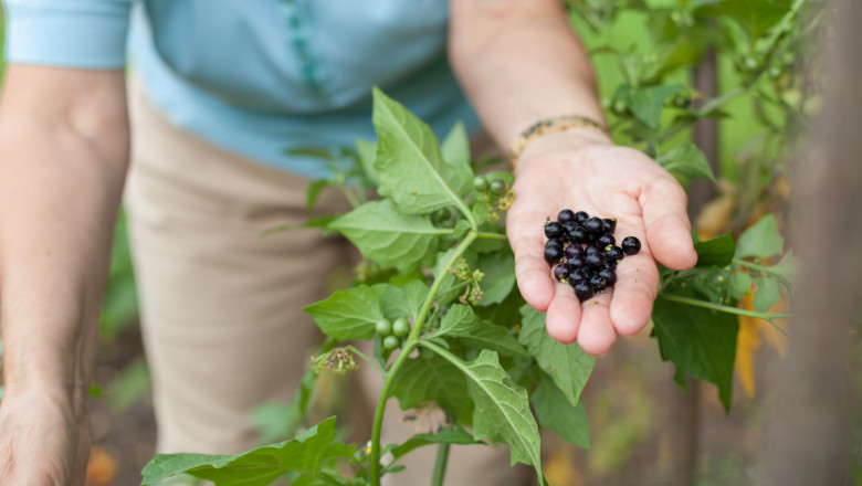 Fructul care a inspirat „aroma anului 2026” și sprijină sănătatea cardiovasculară. Nutriționiștii explică: „Are efect antiinflamator”