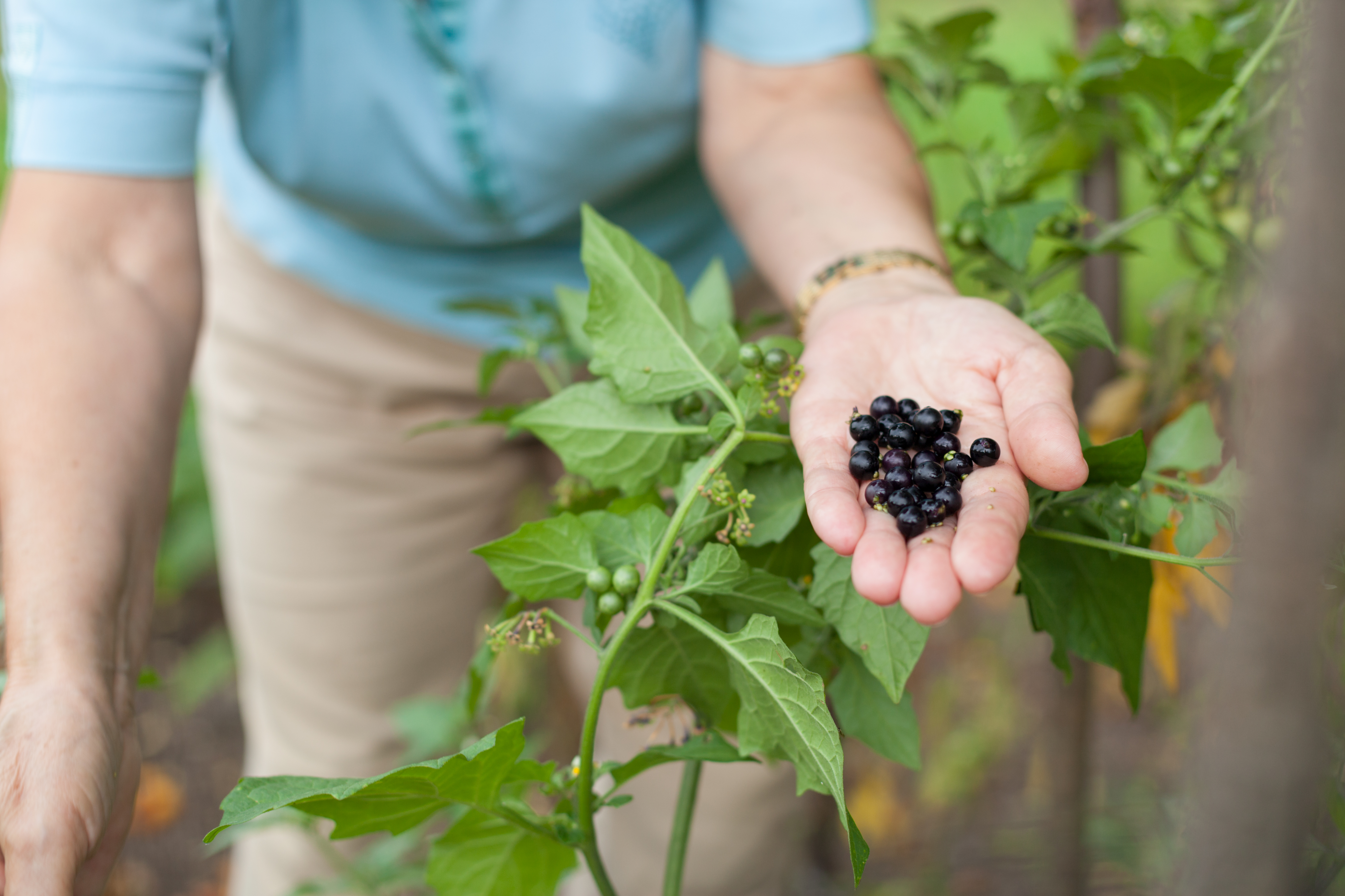 Fructul care a inspirat „aroma anului 2026” și sprijină sănătatea cardiovasculară. Nutriționiștii explică: „Are efect antiinflamator”