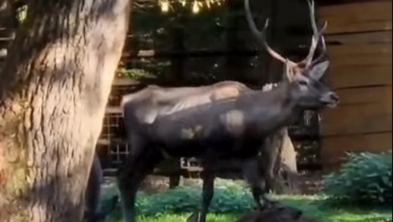 Cerb carpatin sănătos, găsit mort la Grădina Zoologică din Târgu Mureș. Ce a găsit medicul veterinar în sistemul digestiv al animalului