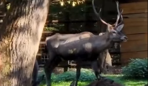 Cerb carpatin sănătos, găsit mort la Grădina Zoologică din Târgu Mureș. Ce a găsit medicul veterinar în sistemul digestiv al animalului