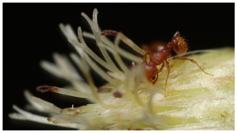 Furnica electrică din America de Sud se răspândește în Franța. Insecta poate provoca șocuri anafilactice și daune majore