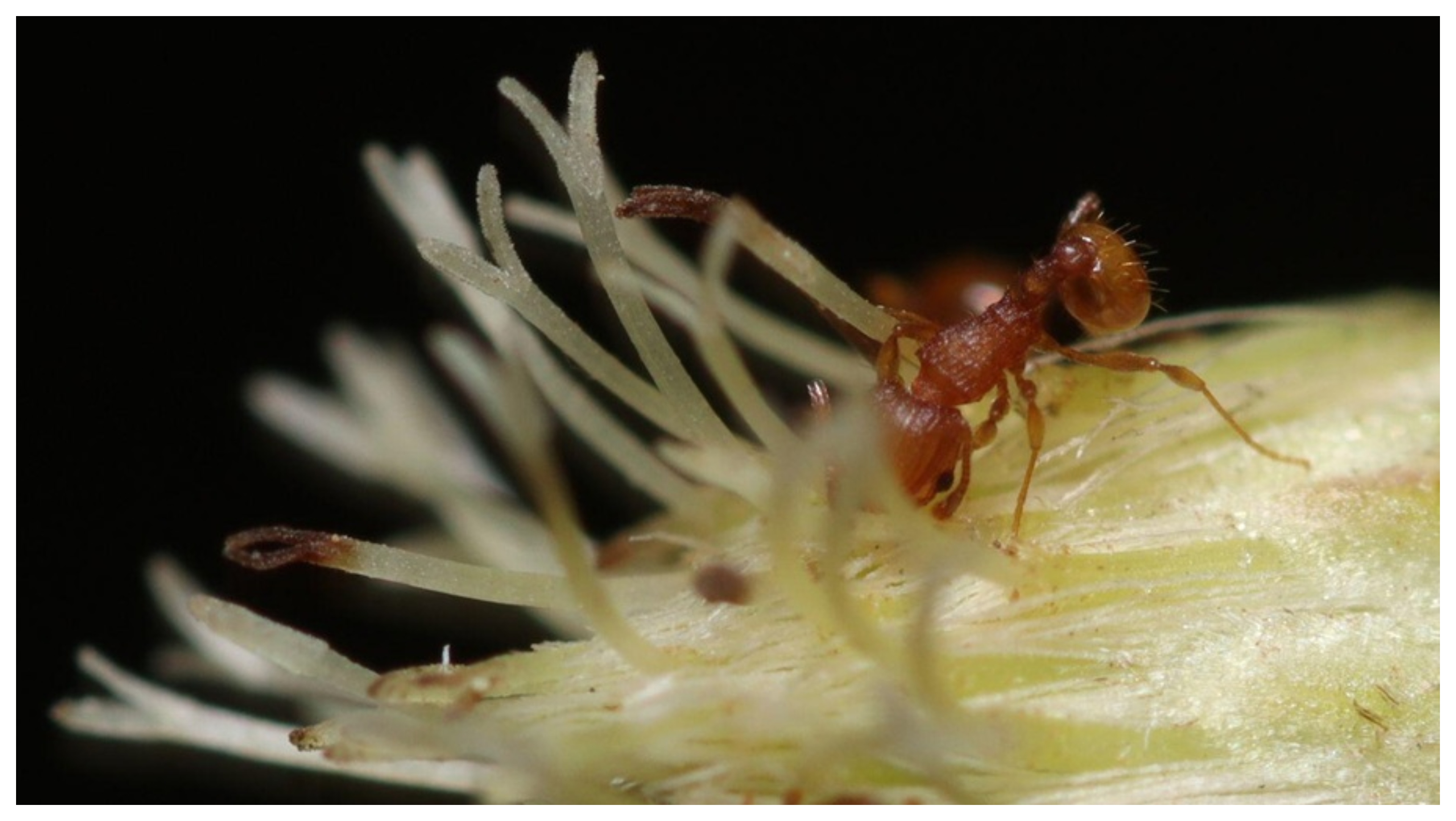 Furnica electrică din America de Sud se răspândește în Franța. Insecta poate provoca șocuri anafilactice și daune majore