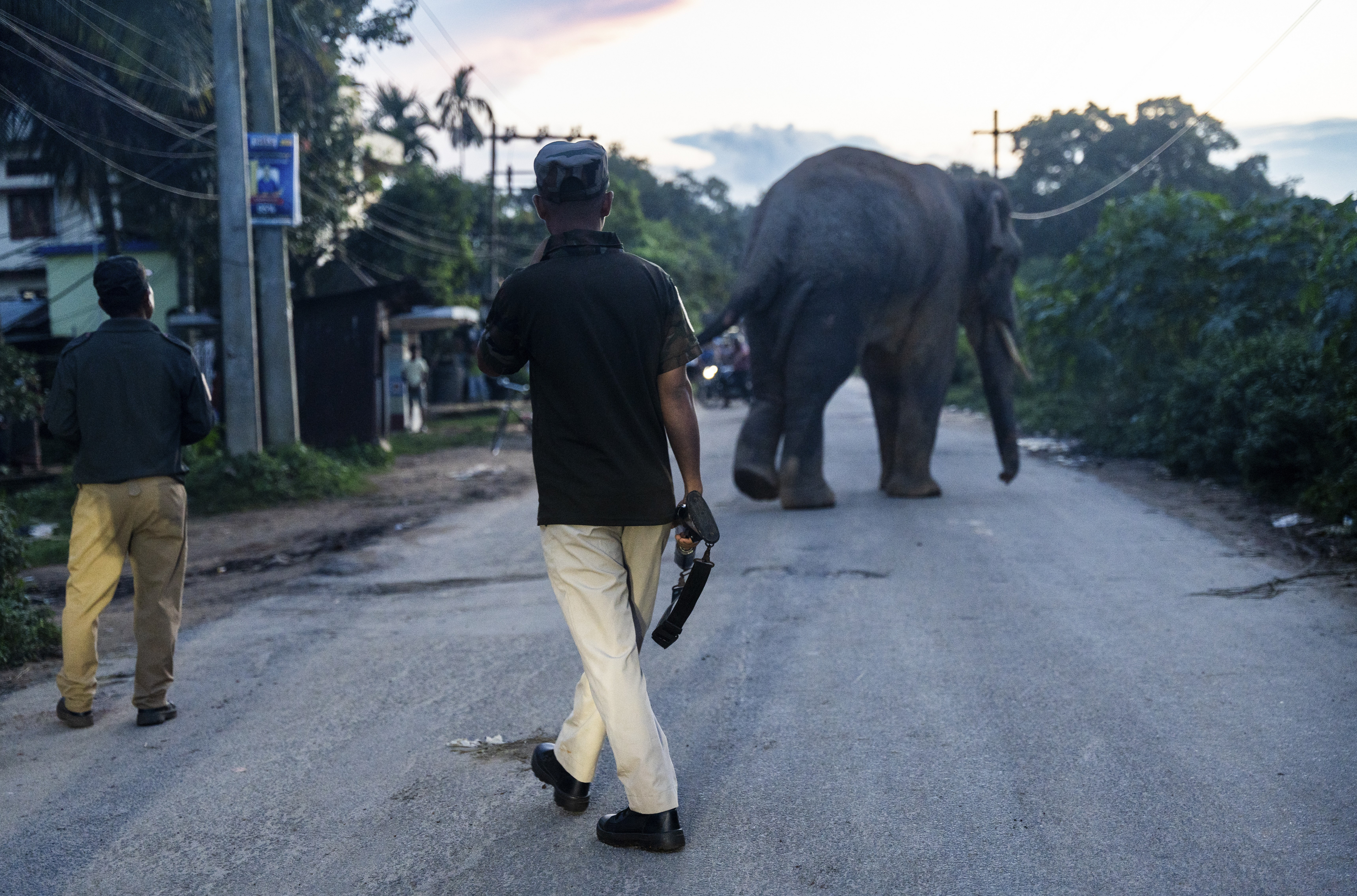Operațiune uriașă de căutare în India, după ce un elefant vagabond a omorât cel puţin 20 de oameni şi a rănit alţi 15