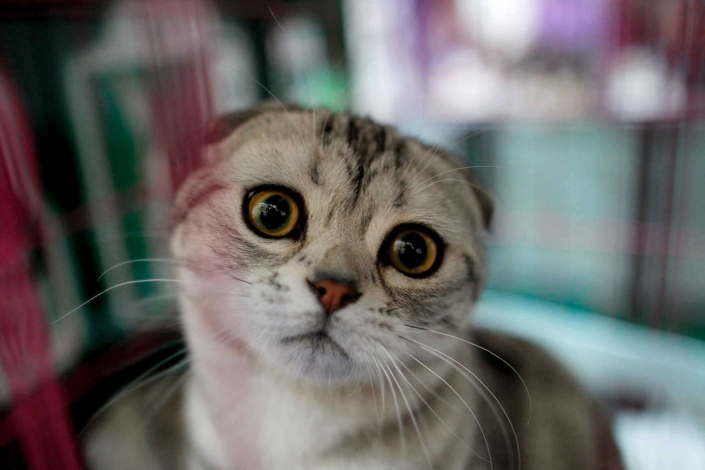 Două rase populare de pisici au fost interzise în Olanda de la începutul acestui an