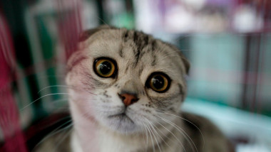 Pisică Scottish Fold