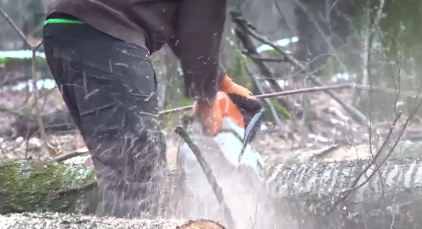 Copaci nemarcați, puși la pământ în pădurea de la Băile Felix. Constatări de la Garda Forestieră