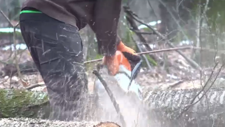 ub barbat taie un arbore cu drujba