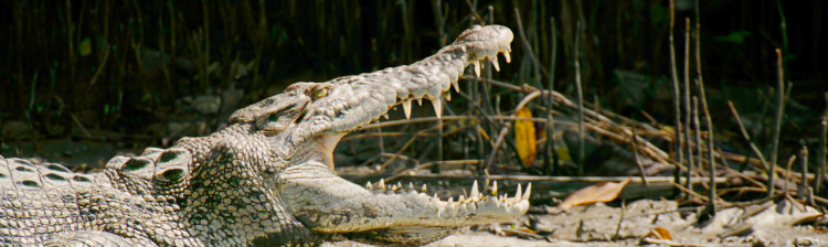 Supraviețuirea bestiei | ep. 2