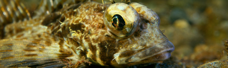 Adâncurile Americii de Nord | ep. 1