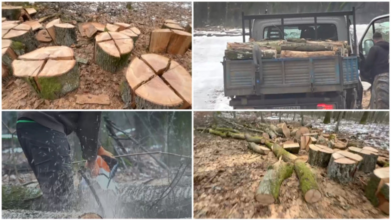 Noi dezvăluiri în cazul pădurii de la Băile Felix. Firma care face defrișările, deschisă de o angajată a unei fabrici de pantofi