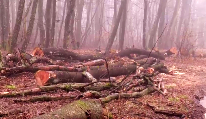 Filmul tăierilor din pădurea de la Băile Felix: Defrișări ilegale acoperite cu documente